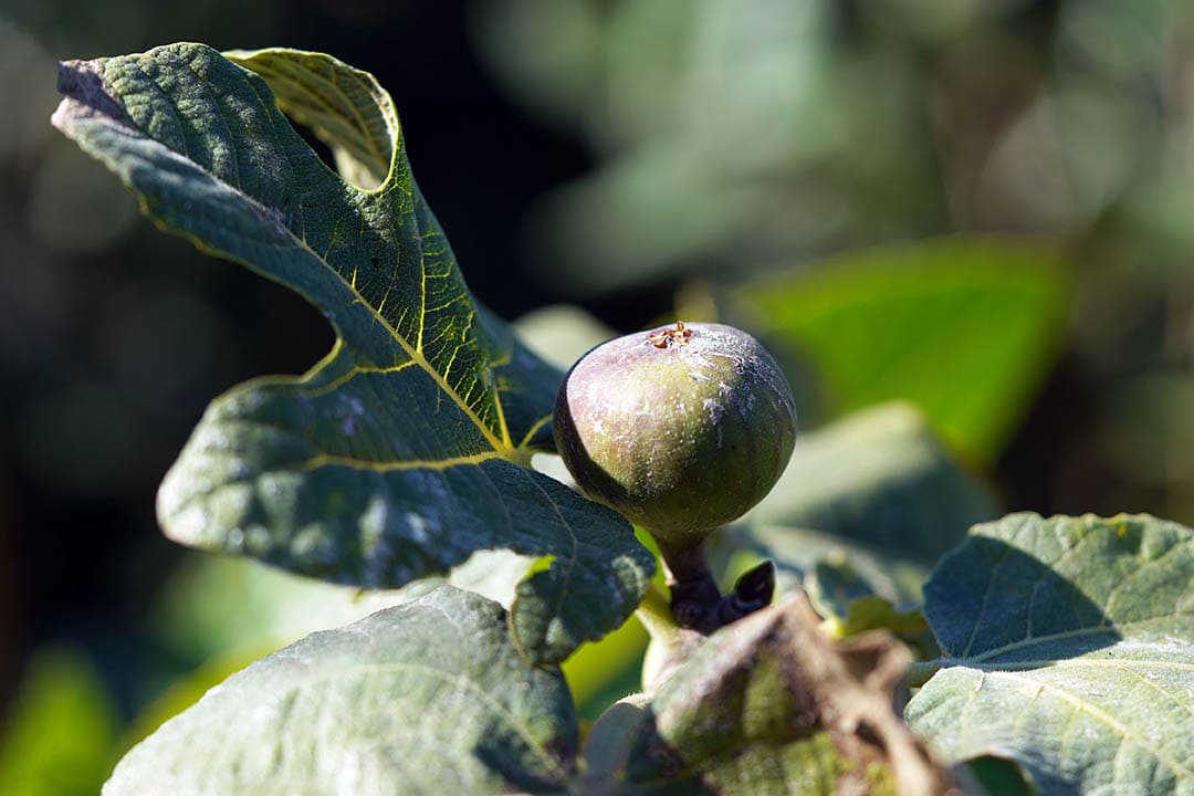 16 Types of Fig Trees (with Pictures)