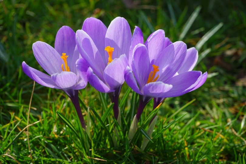 5 Types of Flower Bulbs (with Pictures)