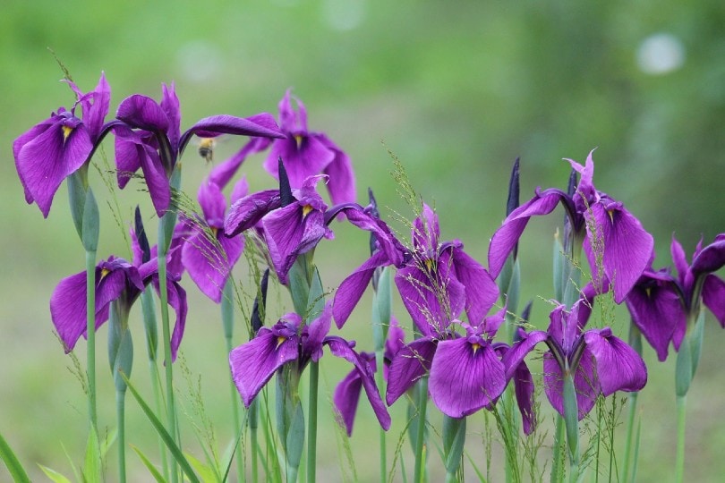5 Types of Flower Bulbs (with Pictures)