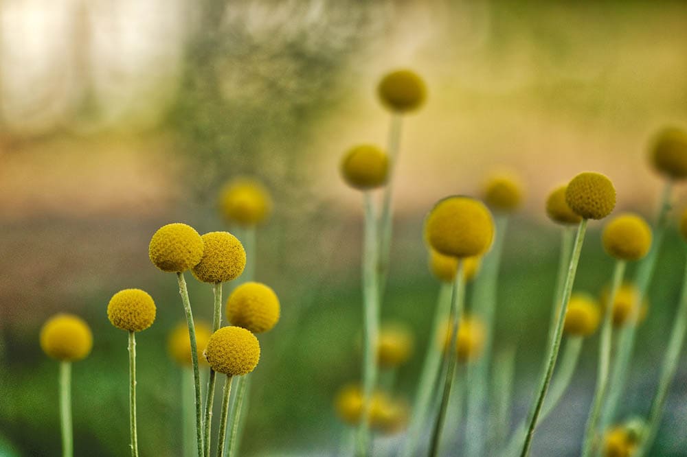 32 Types of Yellow Flowers (with Pictures)