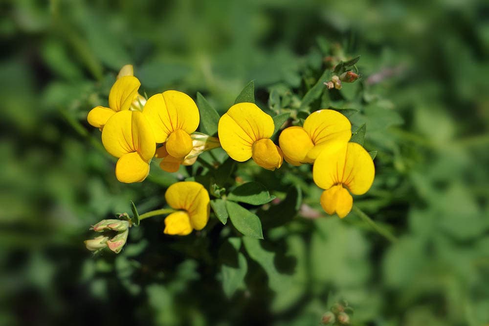 32 Types of Yellow Flowers (with Pictures)