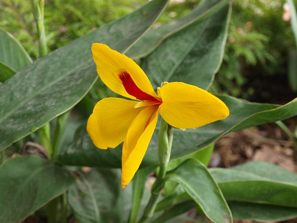 32 Types of Yellow Flowers (with Pictures)