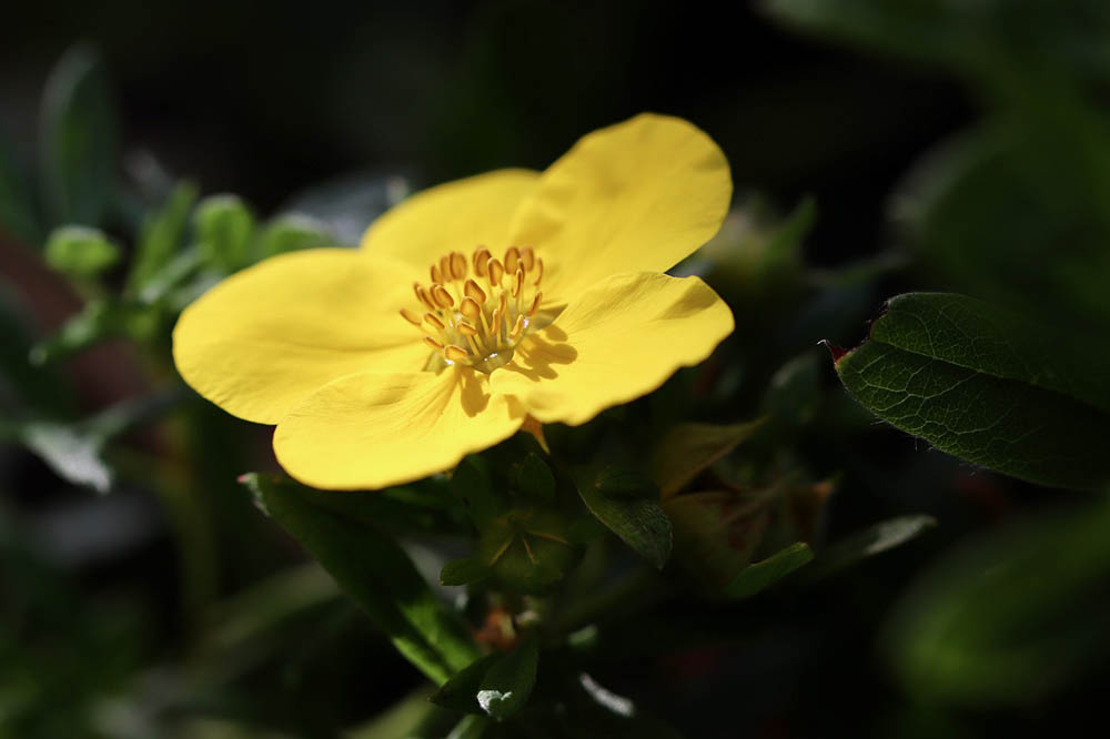 32 Types of Yellow Flowers (with Pictures)