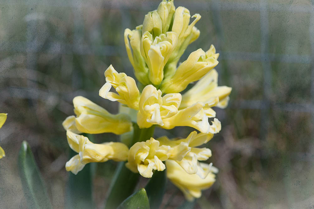 32 Types of Yellow Flowers (with Pictures)
