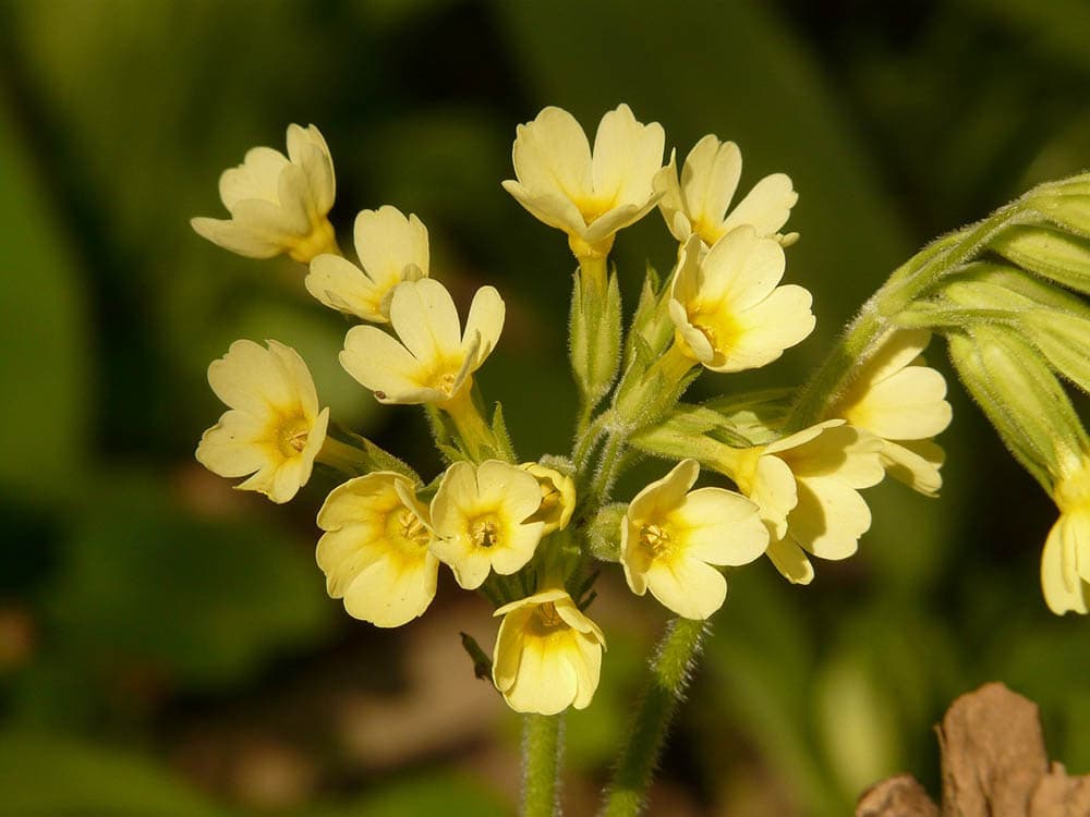 32 Types of Yellow Flowers (with Pictures)