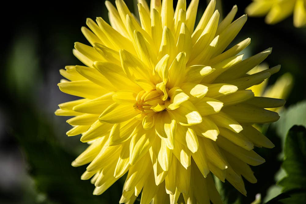 32 Types of Yellow Flowers (with Pictures)