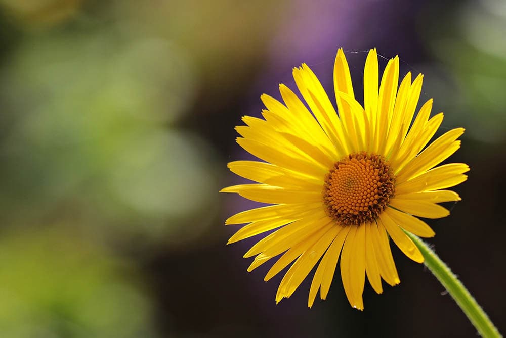 32 Types of Yellow Flowers (with Pictures)