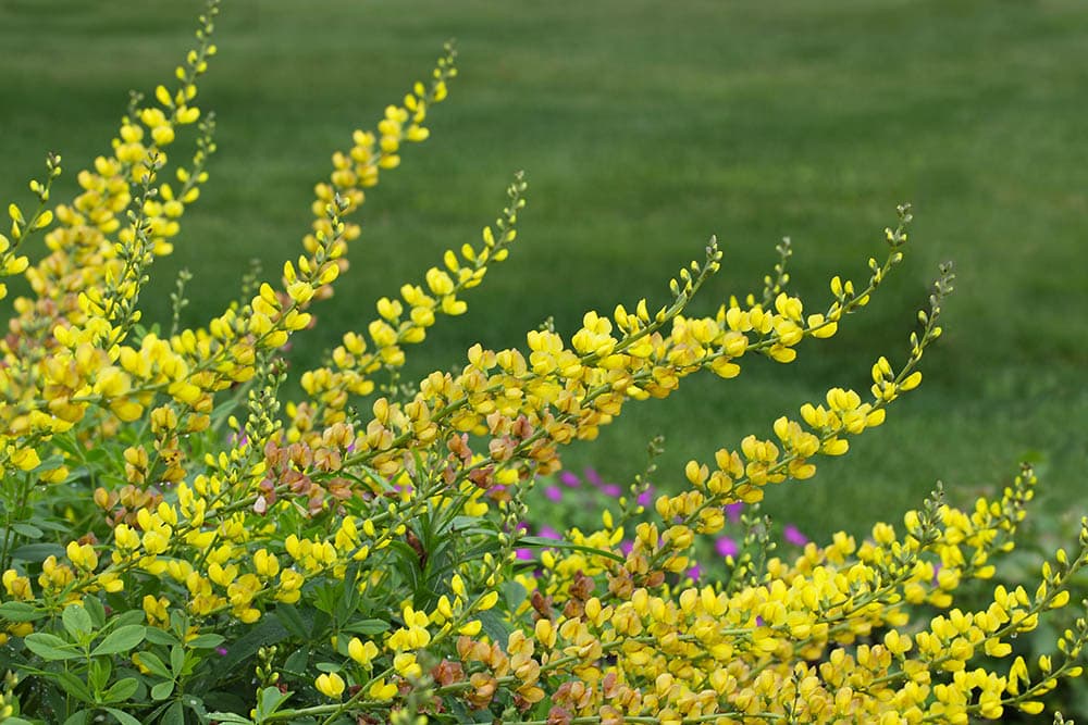 32 Types of Yellow Flowers (with Pictures)