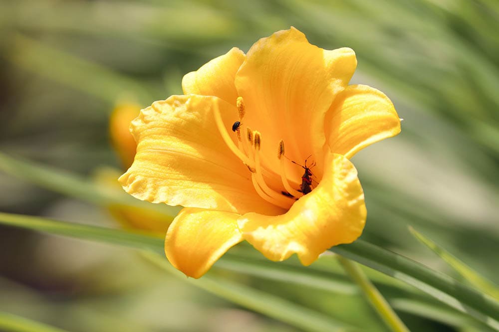 32 Types of Yellow Flowers (with Pictures)