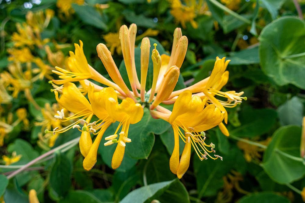 32 Types of Yellow Flowers (with Pictures)