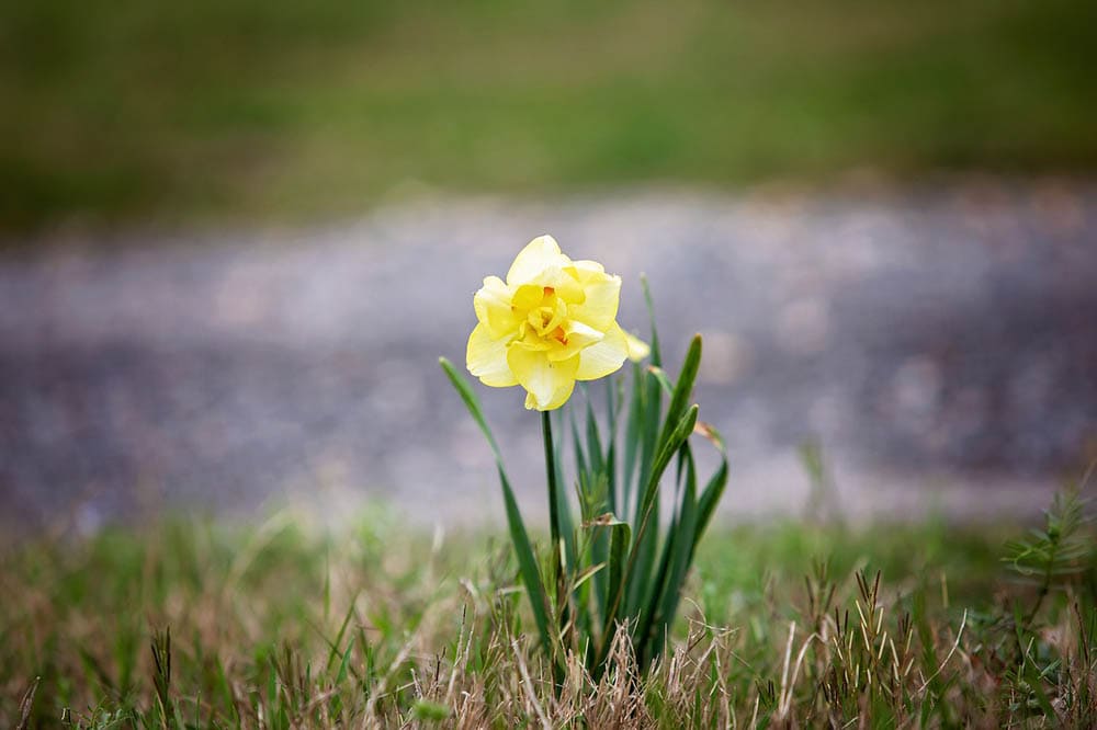 32 Types of Yellow Flowers (with Pictures)