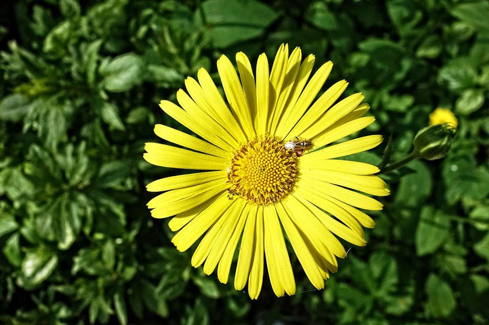 32 Types of Yellow Flowers (with Pictures)