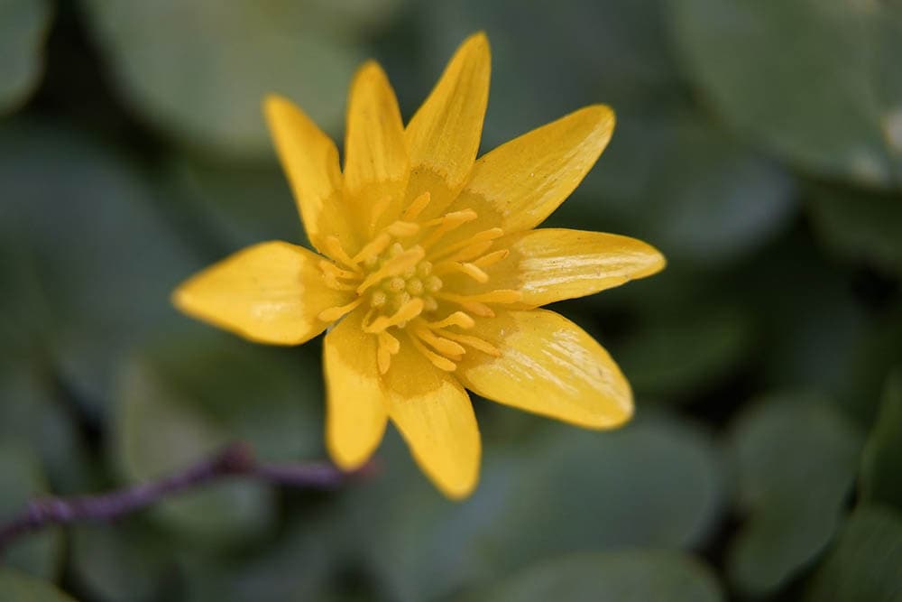 32 Types of Yellow Flowers (with Pictures)