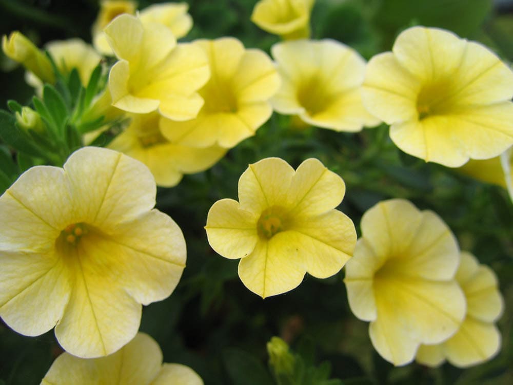 32 Types of Yellow Flowers (with Pictures)