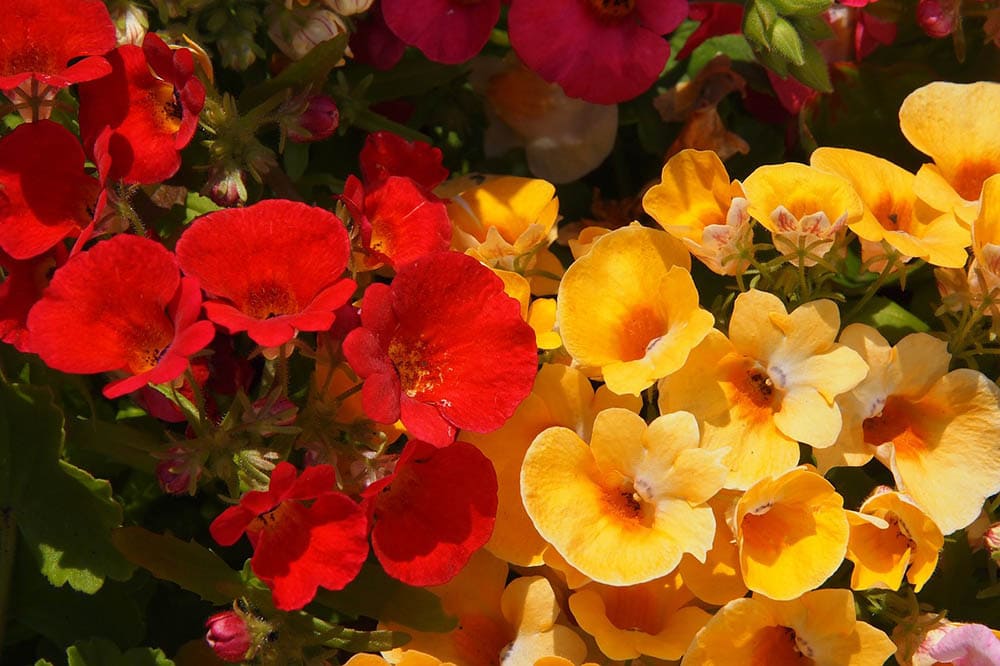 32 Types of Yellow Flowers (with Pictures)