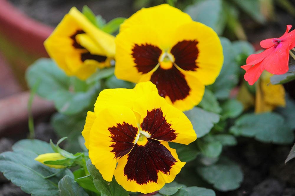 32 Types of Yellow Flowers (with Pictures)