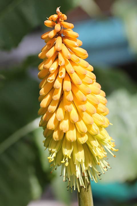 32 Types of Yellow Flowers (with Pictures)