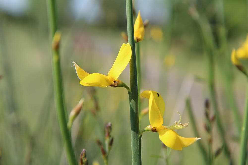 32 Types of Yellow Flowers (with Pictures)