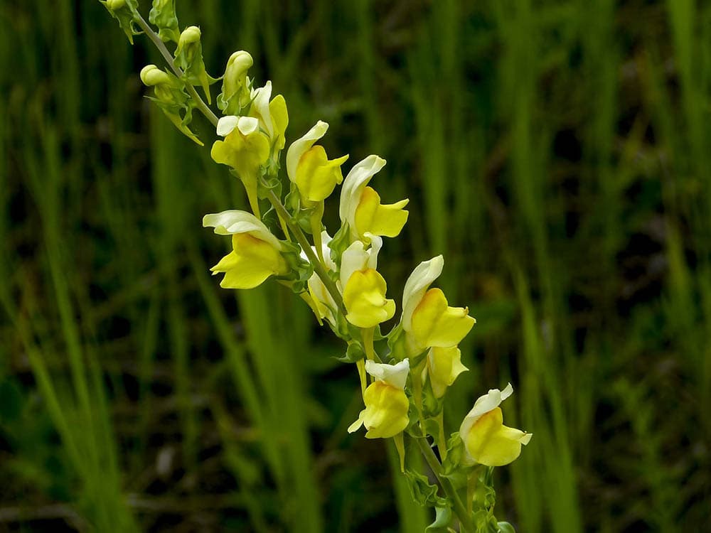 32 Types of Yellow Flowers (with Pictures)