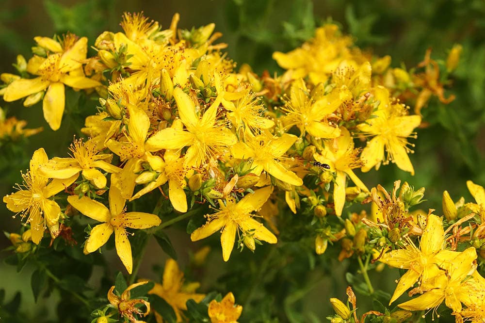 32 Types of Yellow Flowers (with Pictures)