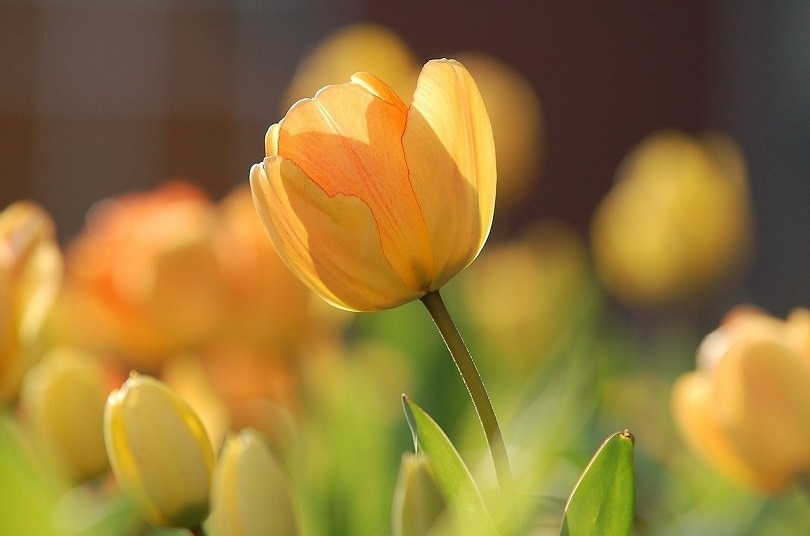 32 Types of Yellow Flowers (with Pictures)