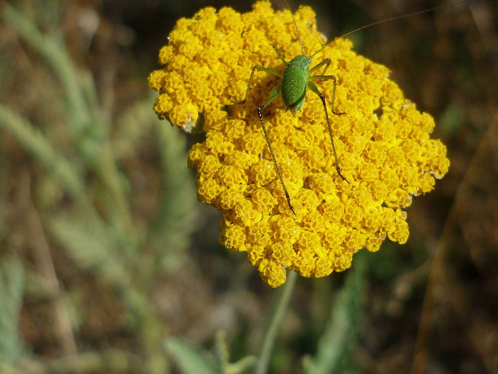 32 Types of Yellow Flowers (with Pictures)