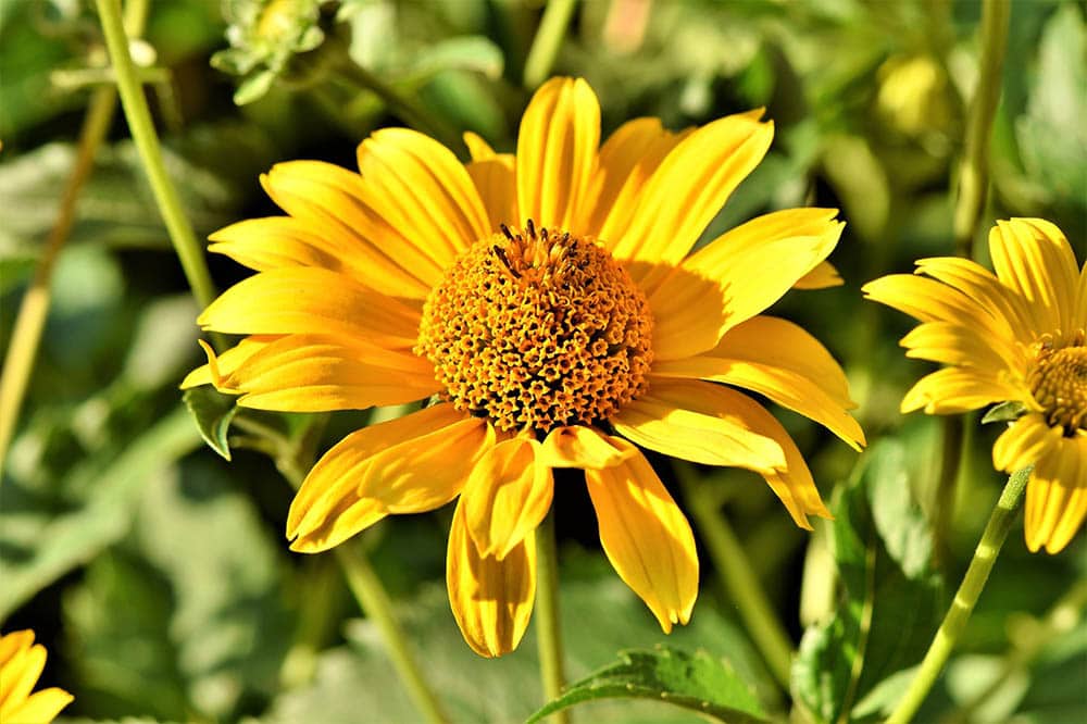 32 Types of Yellow Flowers (with Pictures)