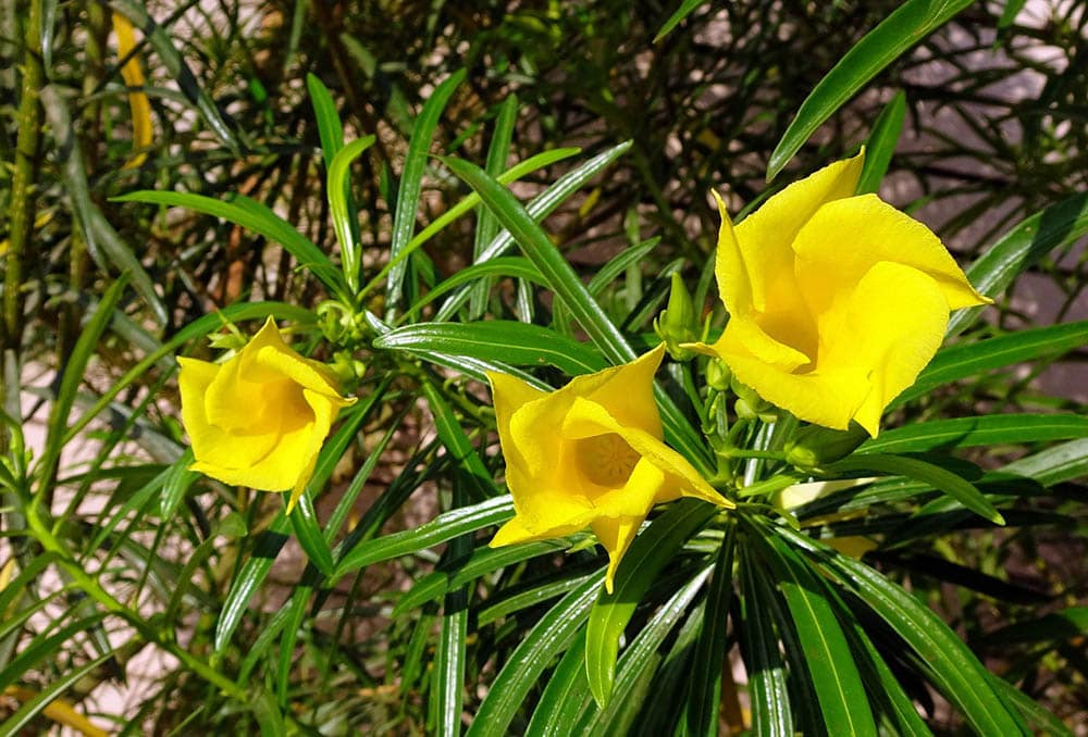 32 Types of Yellow Flowers (with Pictures)