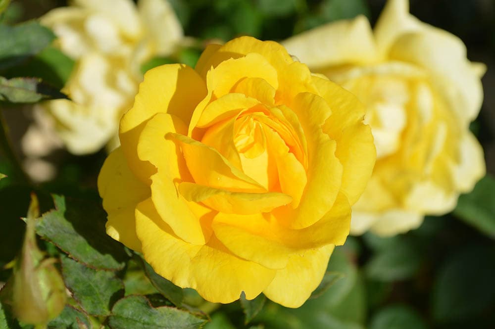 32 Types of Yellow Flowers (with Pictures)