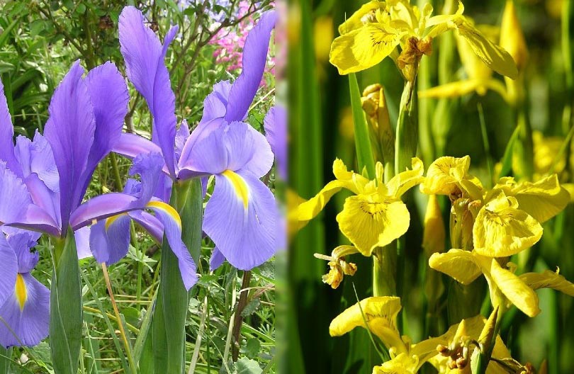 8 Types of Iris Flowers &#038; 19 Iris Varieties (with Pictures)