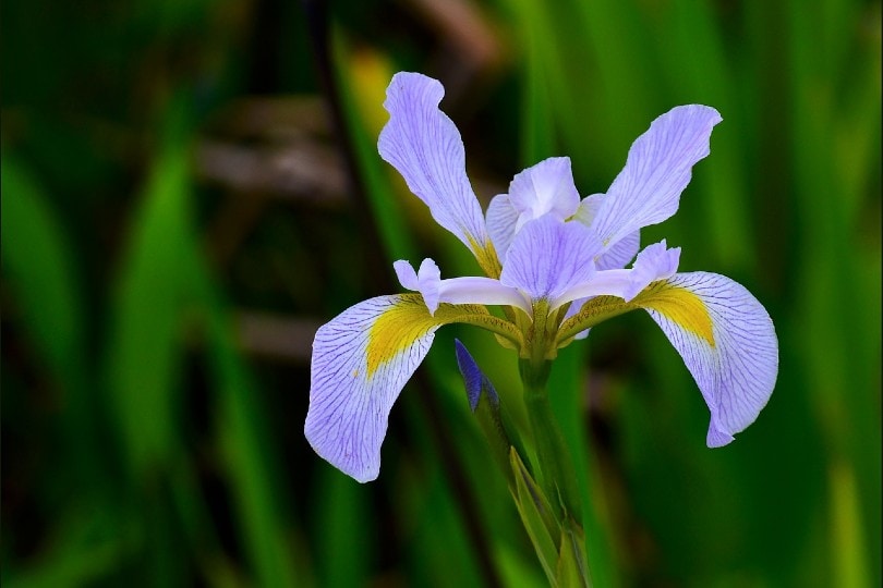 8 Types of Iris Flowers & 19 Iris Varieties (with Pictures)