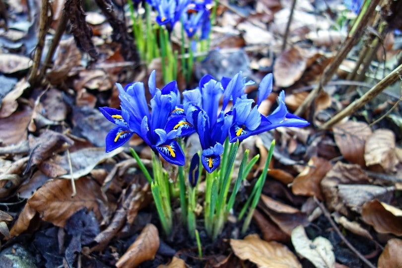 8 Types of Iris Flowers & 19 Iris Varieties (with Pictures)