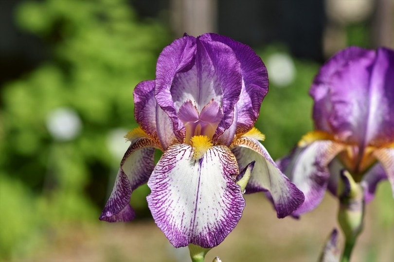 8 Types of Iris Flowers & 19 Iris Varieties (with Pictures)