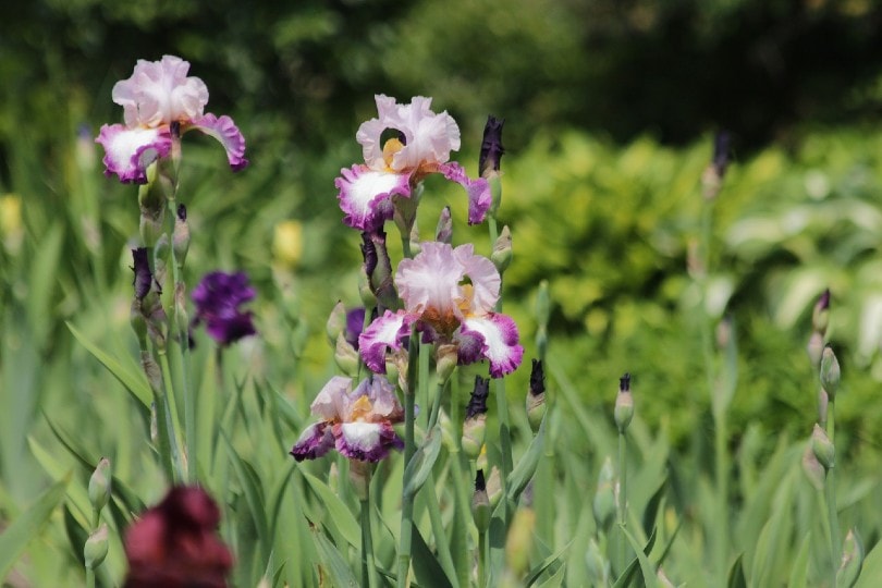 8 Types of Iris Flowers & 19 Iris Varieties (with Pictures)