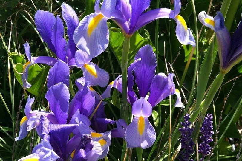 8 Types of Iris Flowers & 19 Iris Varieties (with Pictures)