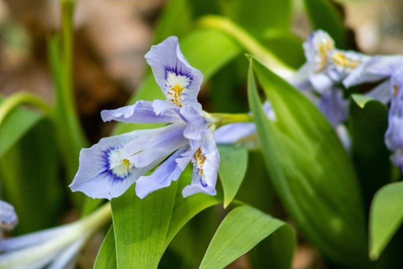 8 Types of Iris Flowers & 19 Iris Varieties (with Pictures)