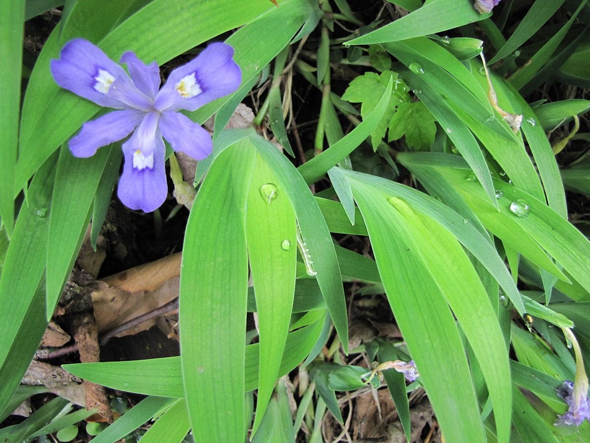8 Types of Iris Flowers & 19 Iris Varieties (with Pictures)