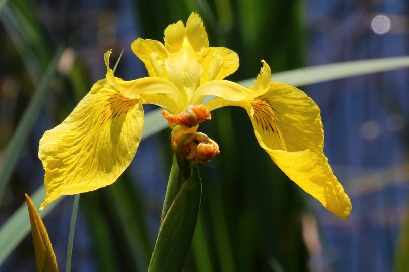8 Types of Iris Flowers & 19 Iris Varieties (with Pictures)