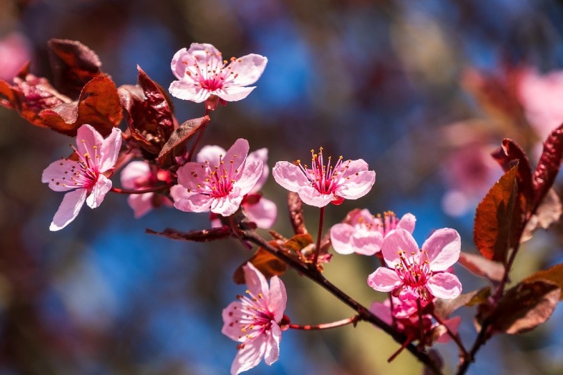 17 Different Types of Plum Trees (with Pictures)