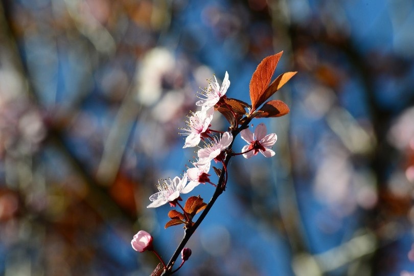 17 Different Types of Plum Trees (with Pictures)