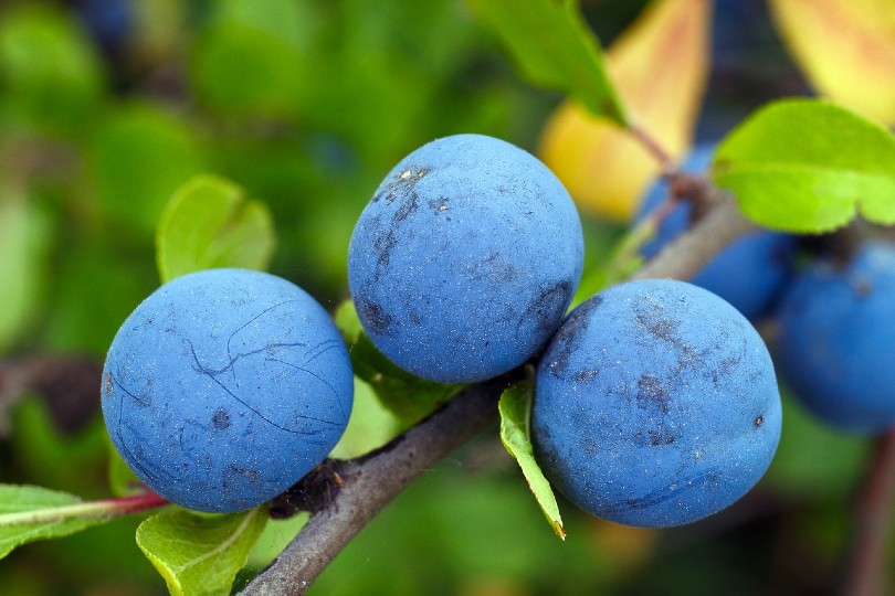 17 Different Types of Plum Trees (with Pictures)