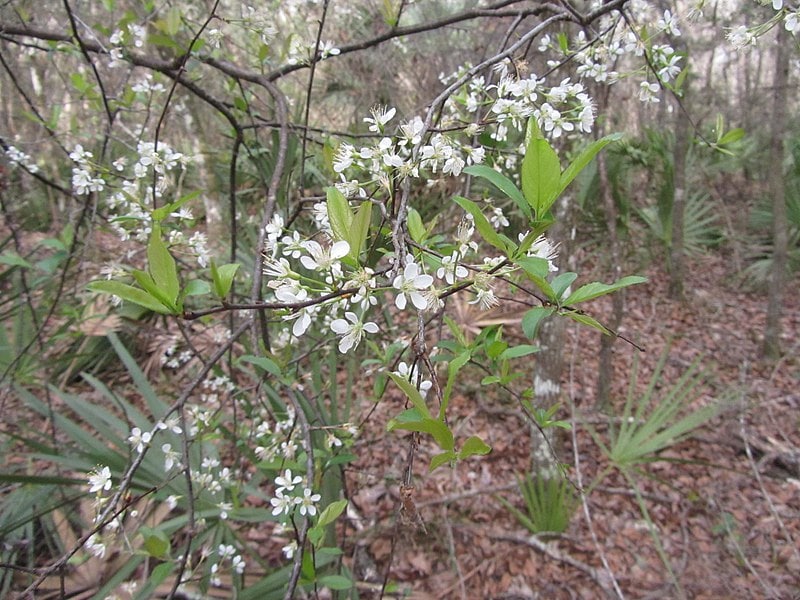 17 Different Types of Plum Trees (with Pictures)