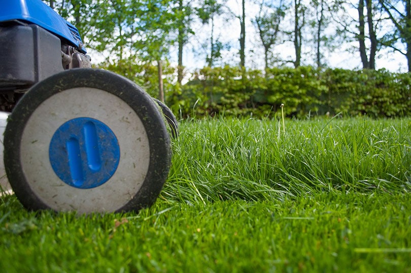 11 Lawnmower Accident Statistics (2022 Update)