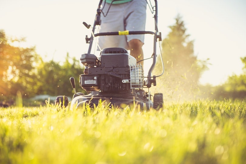11 Lawnmower Accident Statistics (2022 Update)