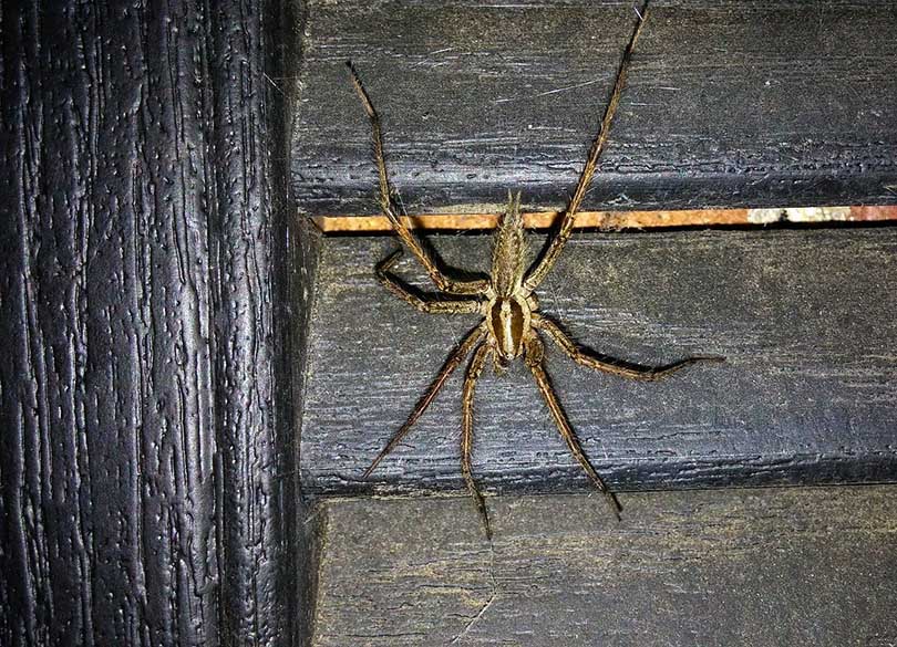 Why Are There So Many Spiders in My House? 11 Possible Reasons