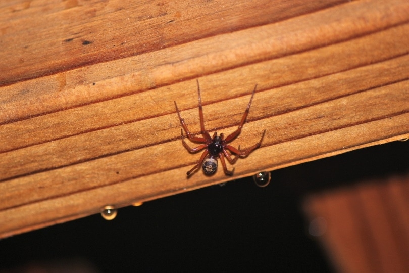 Why Are There So Many Spiders in My House? 11 Possible Reasons