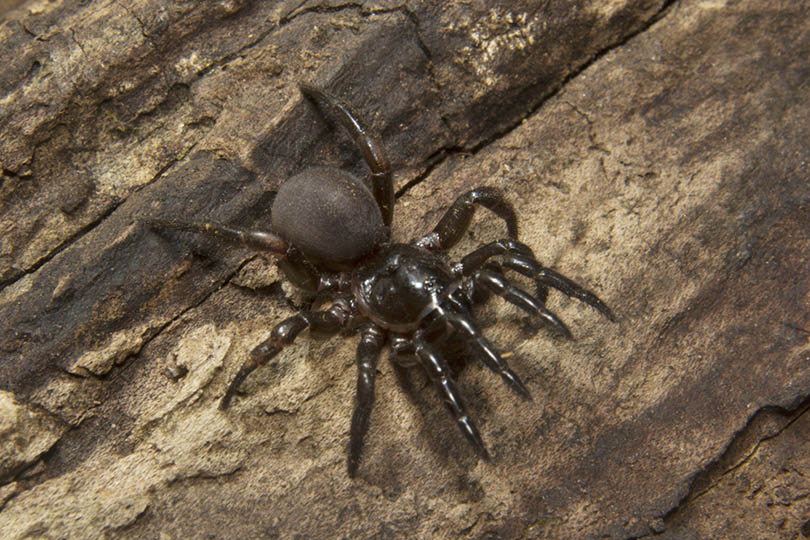 Why Are There So Many Spiders in My House? 11 Possible Reasons