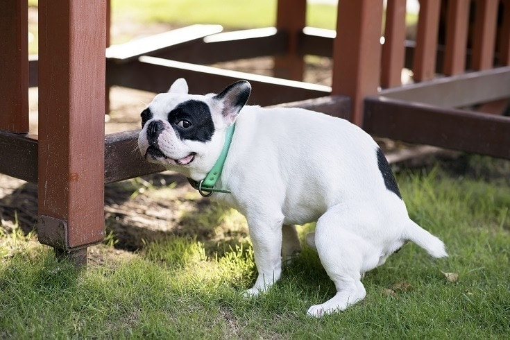 How to Save Plants from Dog Urine: 5 Practical Options