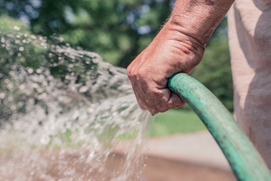 How to Save Plants from Dog Urine: 5 Practical Options