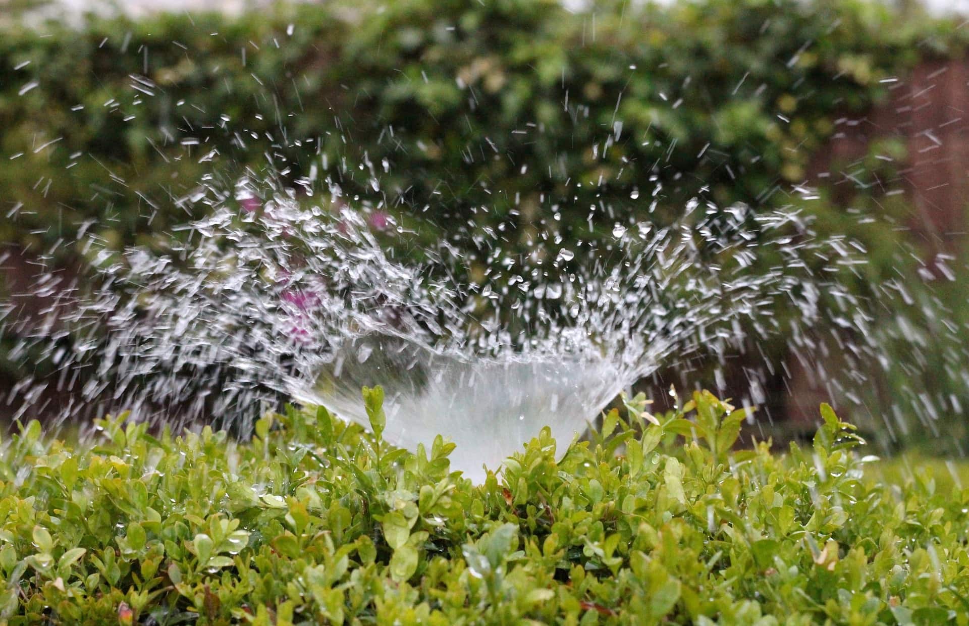 How to Save Plants from Dog Urine: 5 Practical Options
